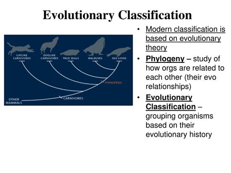 Evolution and classification .